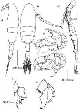 Image de Pseudodiaptomus Herrick 1884