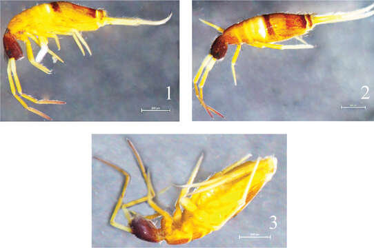 Image of Homidia taibaiensis Yuan & Pan 2013