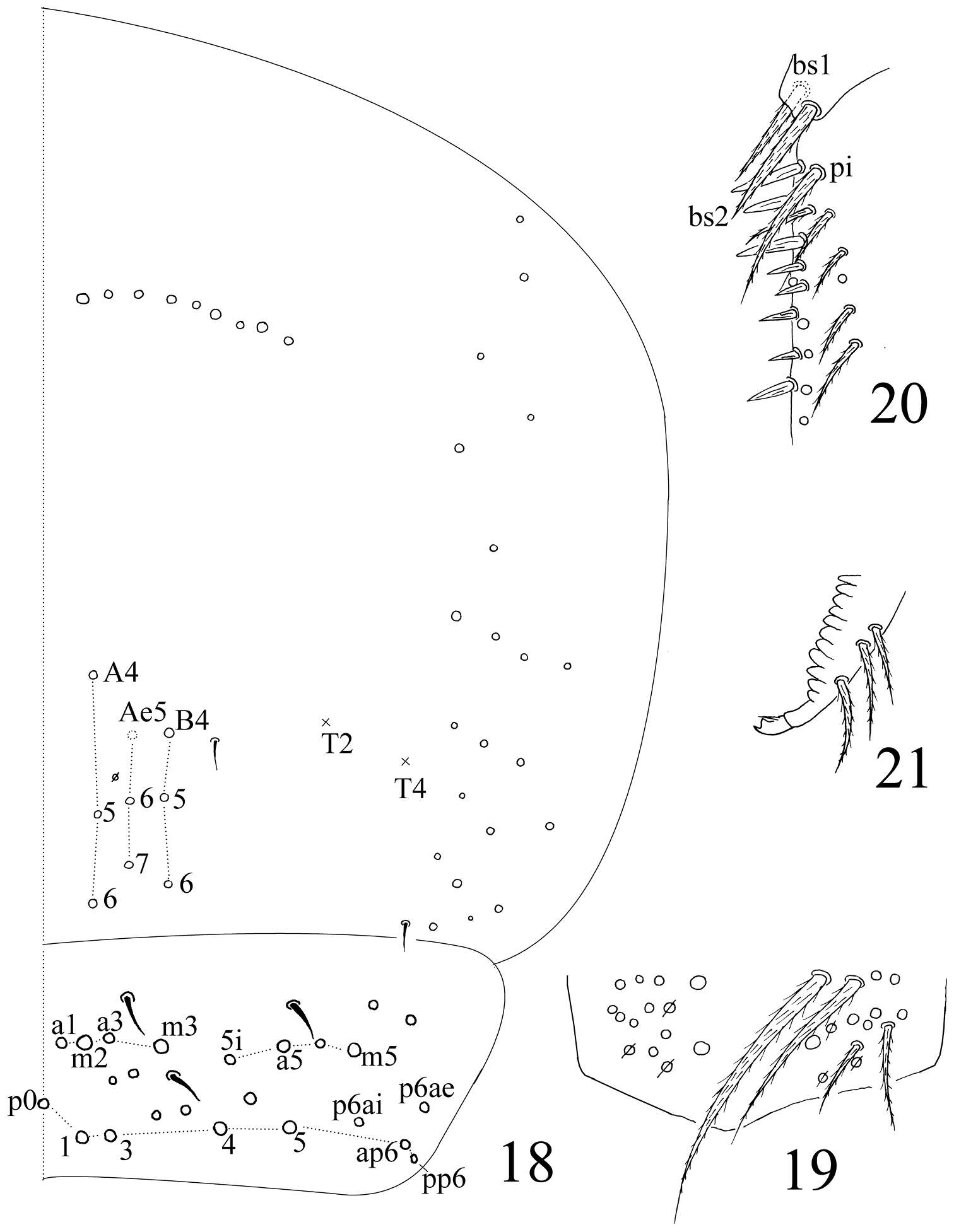 Image of Homidia taibaiensis Yuan & Pan 2013