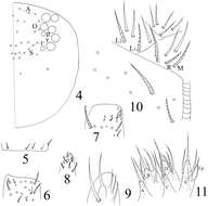 Image of Homidia taibaiensis Yuan & Pan 2013