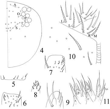 Image of Homidia taibaiensis Yuan & Pan 2013