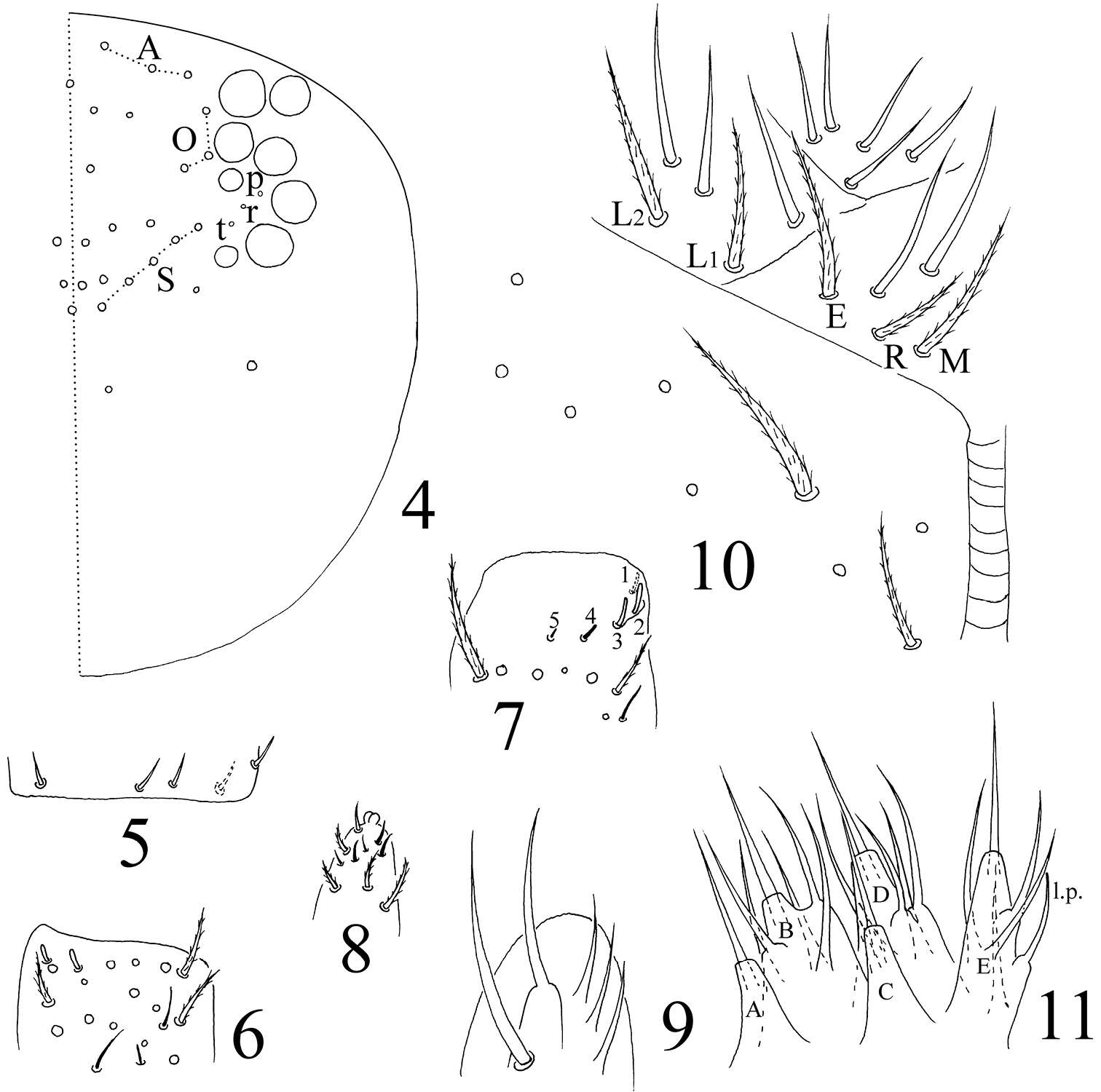 Image of Homidia taibaiensis Yuan & Pan 2013