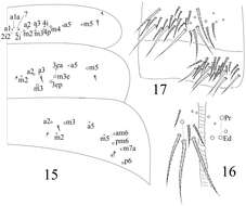 Image of Homidia taibaiensis Yuan & Pan 2013