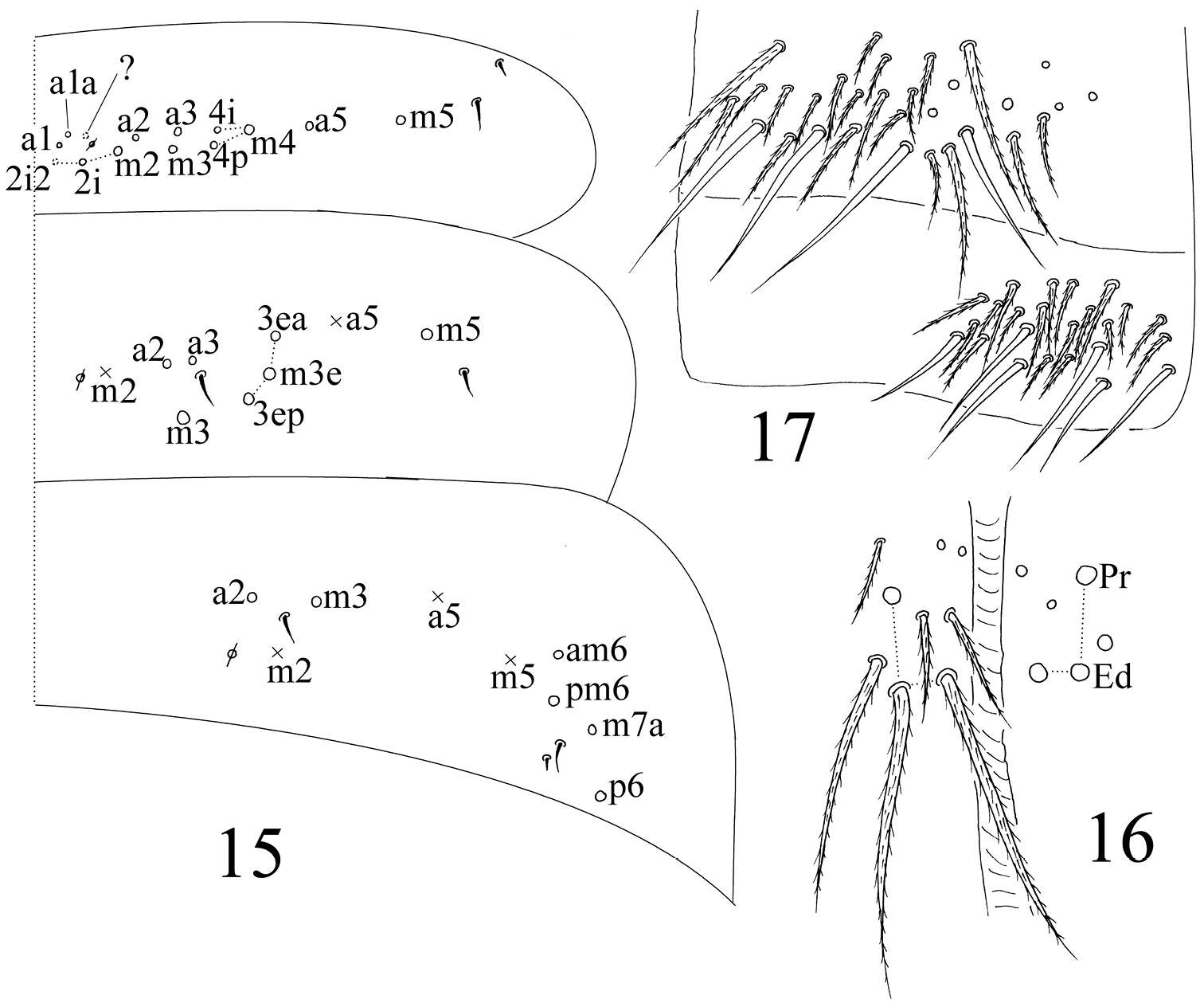 Image of Homidia taibaiensis Yuan & Pan 2013