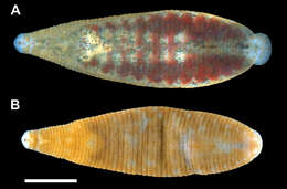 Plancia ëd Glossiphoniidae