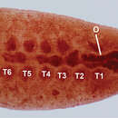 Plancia ëd Placobdella cryptobranchii (Johnson & Klemm 1977) Moser et al. 2006