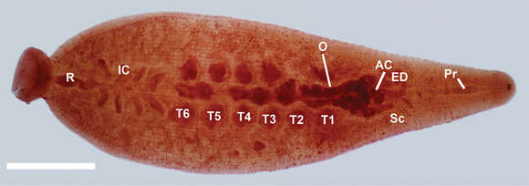 Plancia ëd Glossiphoniidae