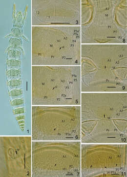 Plancia ëd Hesperentomidae