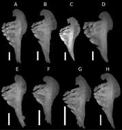 Image of Carasobarbus