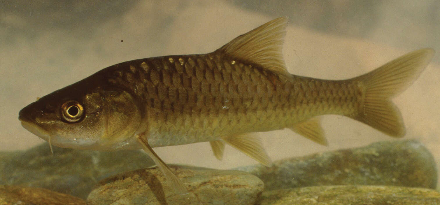 Image of Carasobarbus