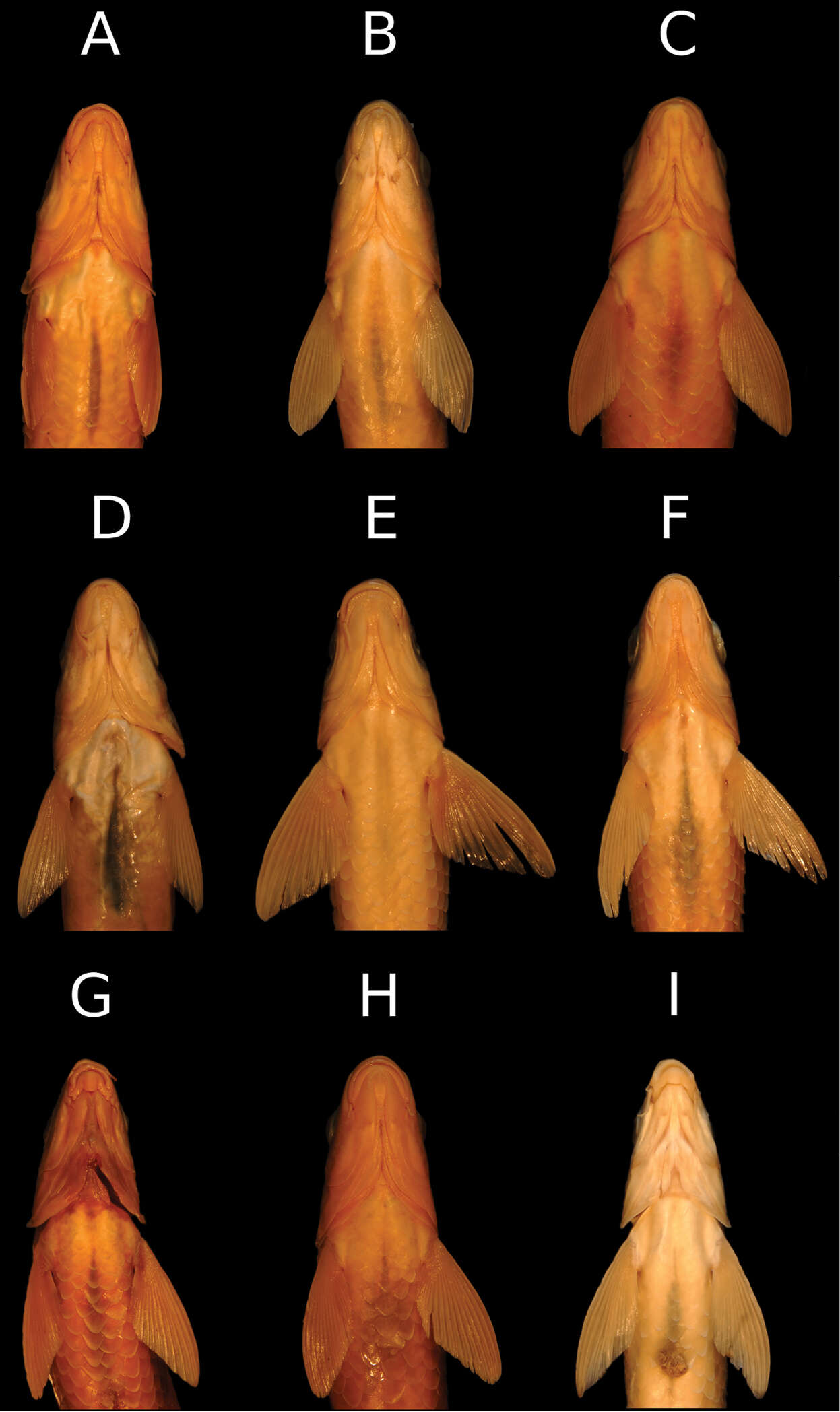 Image de Carasobarbus