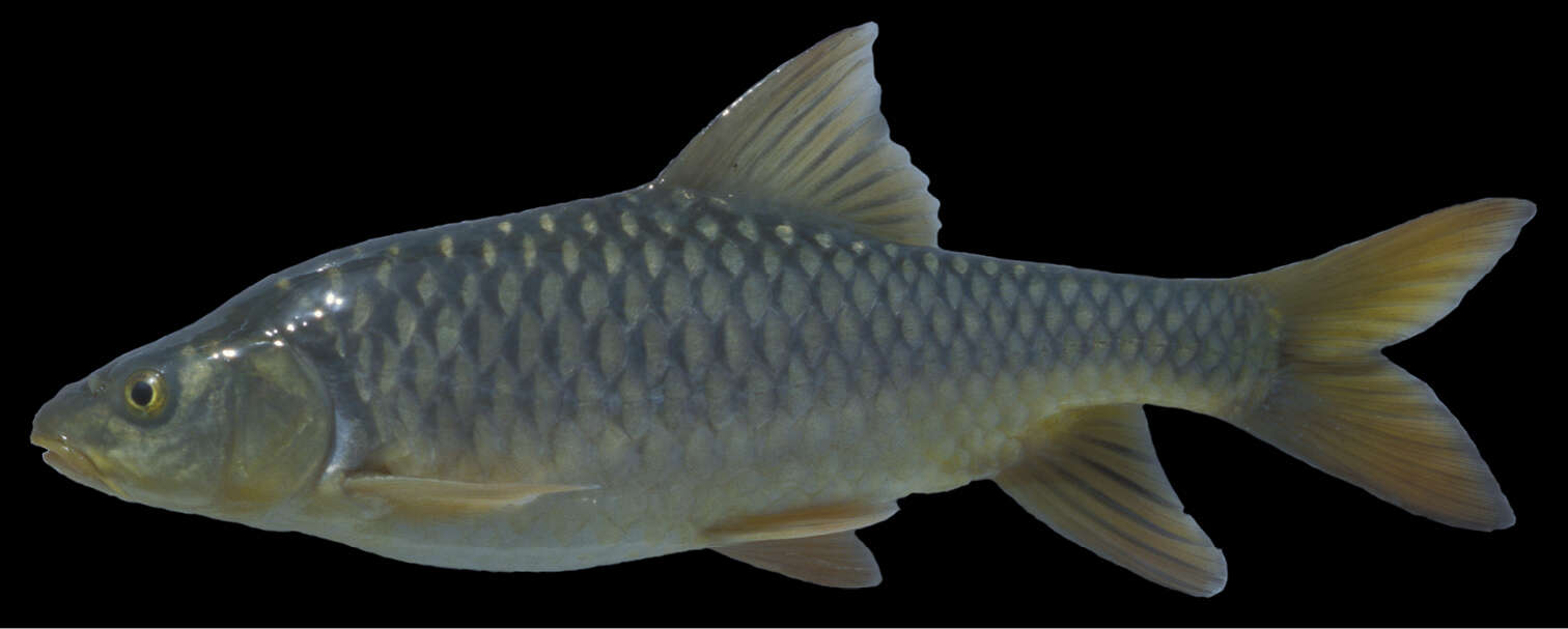 Image de Carasobarbus exulatus (Banister & Clarke 1977)