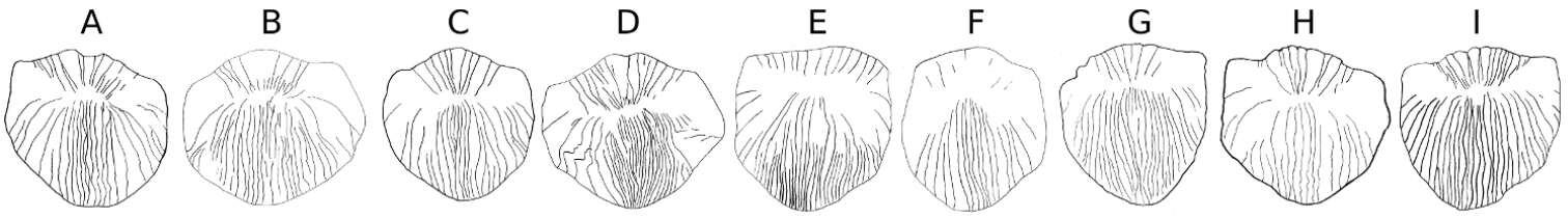 Image de Carasobarbus exulatus (Banister & Clarke 1977)