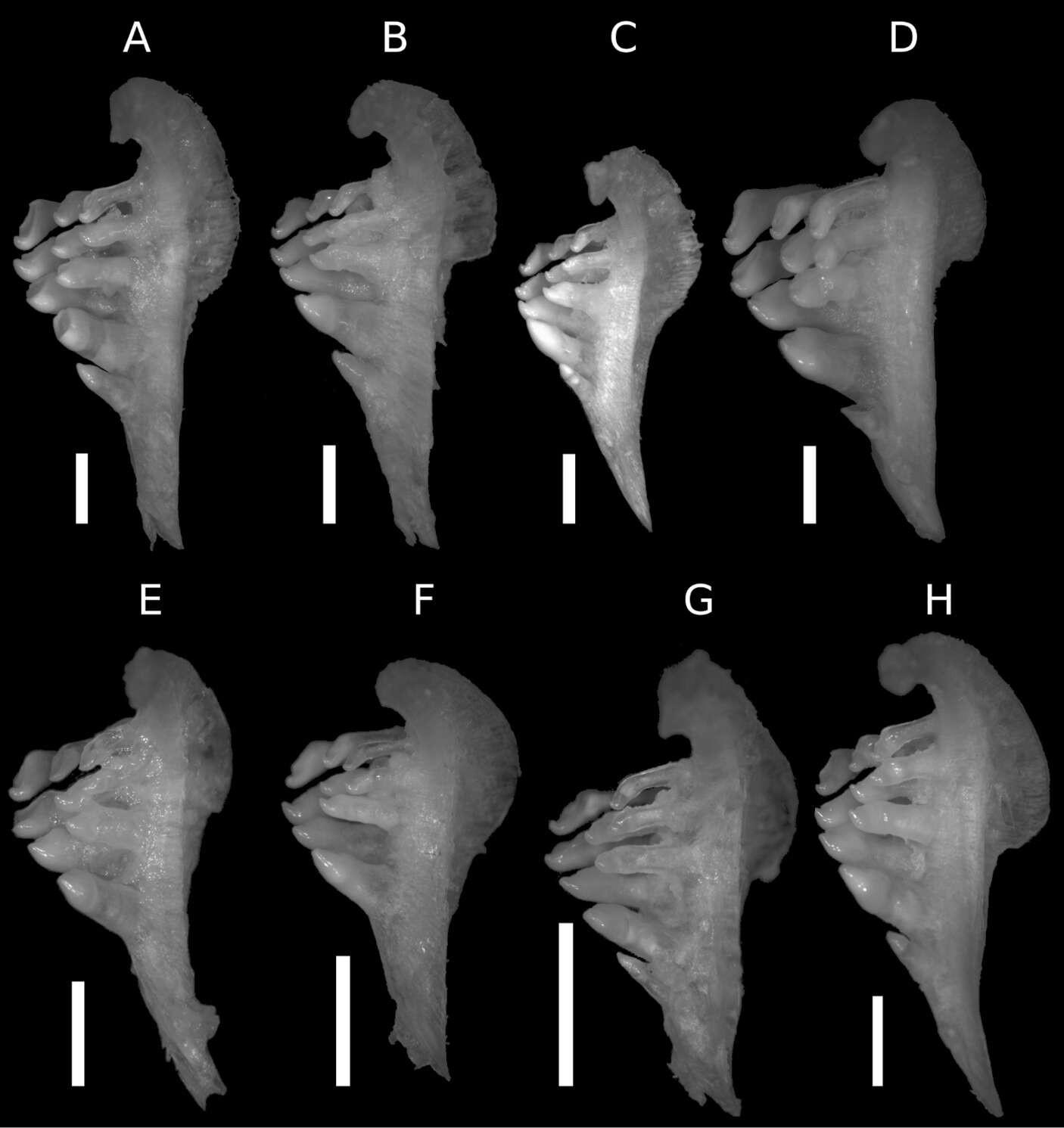 Image de Carasobarbus exulatus (Banister & Clarke 1977)