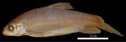 Image of Carasobarbus fritschii (Günther 1874)