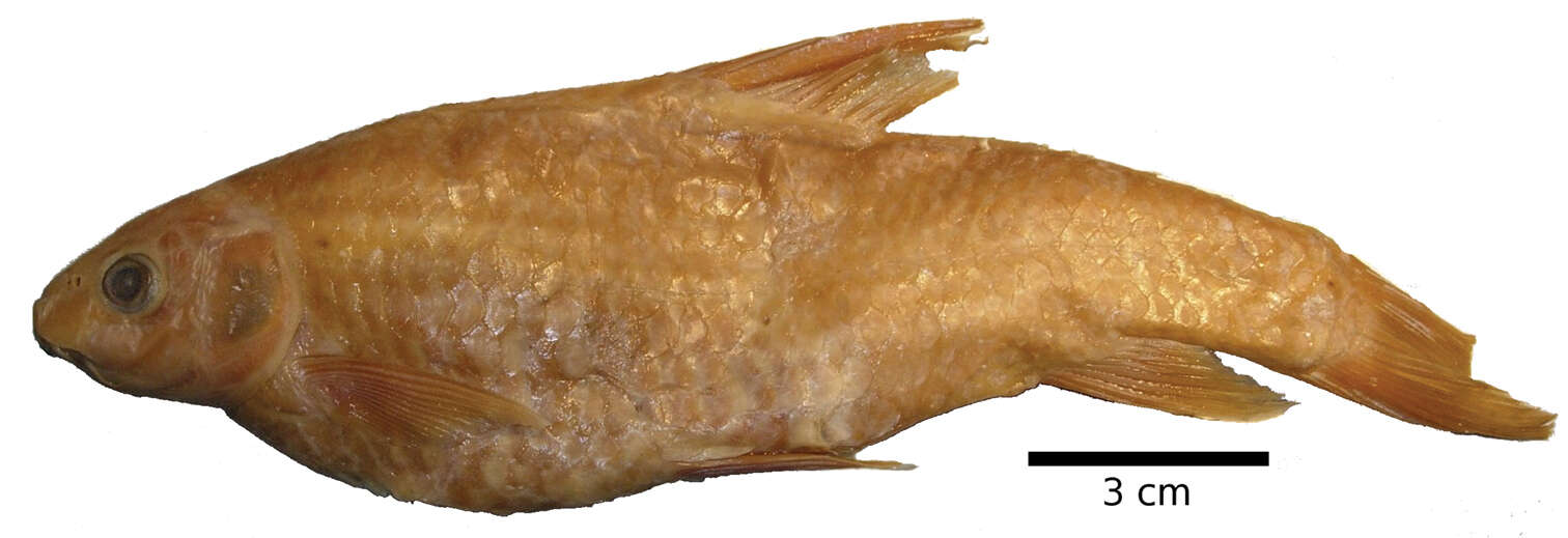 Image of Kosswig’s barb