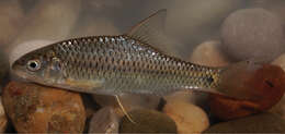 Image of Kosswig’s barb