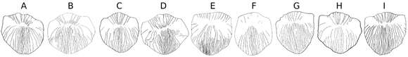 Sivun Carasobarbus luteus (Heckel 1843) kuva