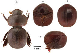 Image of scavenger scarab beetles