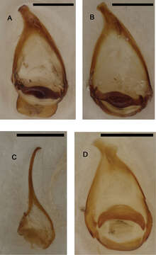 Imagem de Cyphopisthes monteithi Ballerio 2013