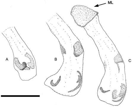 Image of Pterorthochaetes danielsi Ballerio 2013