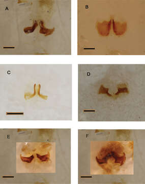 Imagem de Pterorthochaetes danielsi Ballerio 2013