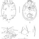 Lepidozetes acutirostrum Ermilov, Martens & Tolstikov resmi