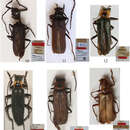 <i>Lycocerus confossicollis</i> Fairmaire 1891的圖片