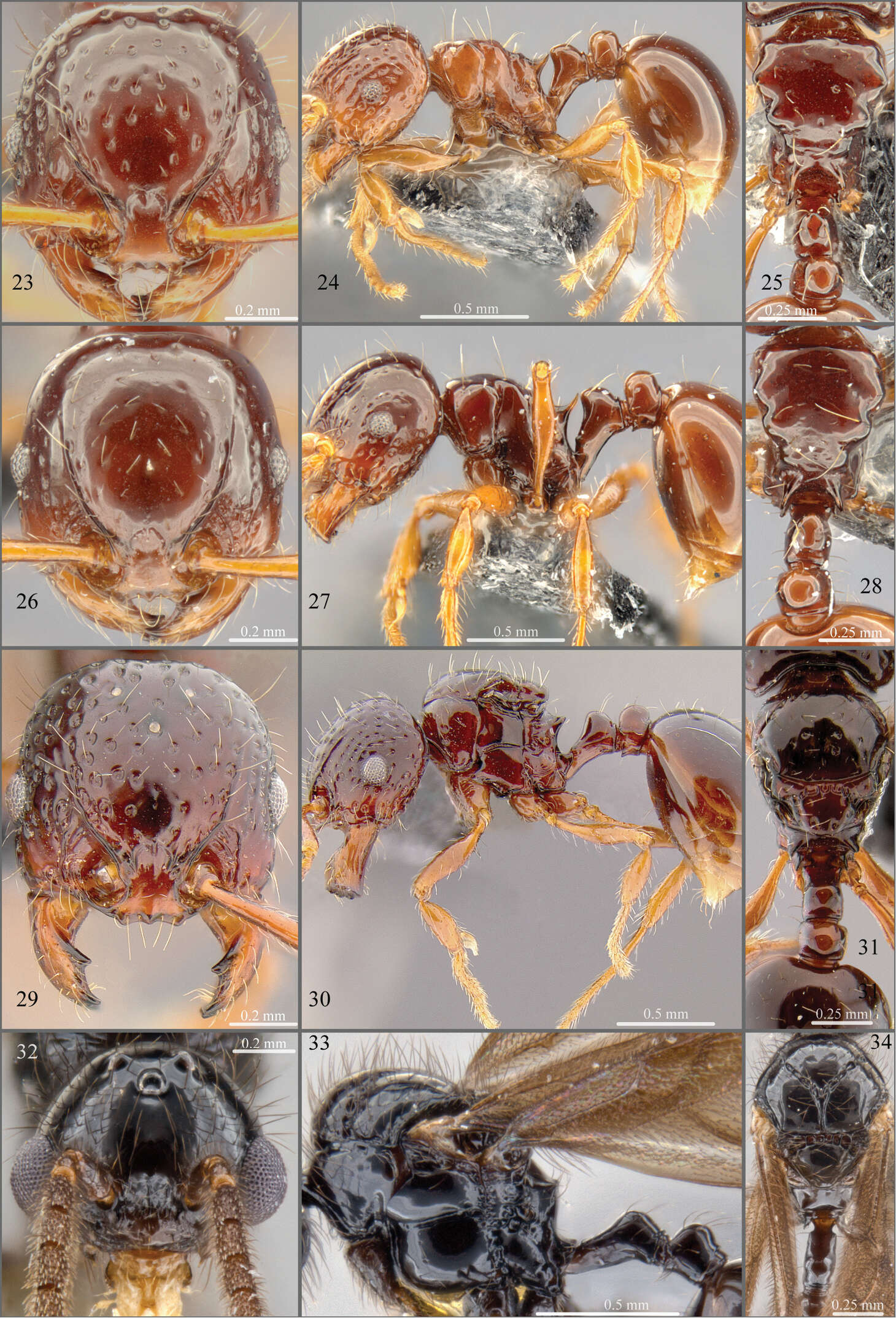 صورة Pristomyrmex