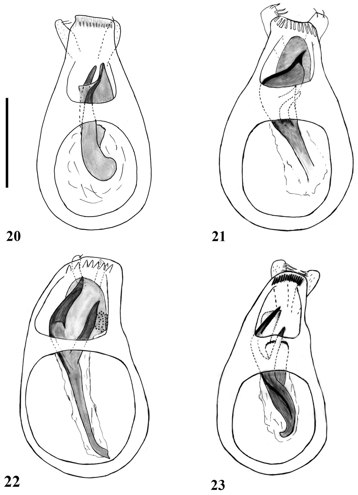 Image of Lasinus spinosus Sharp 1874