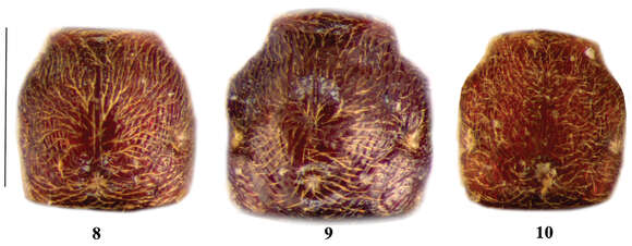 Image of Lasinus sinicus Bekchiev, Hlaváč & Nomura 2013