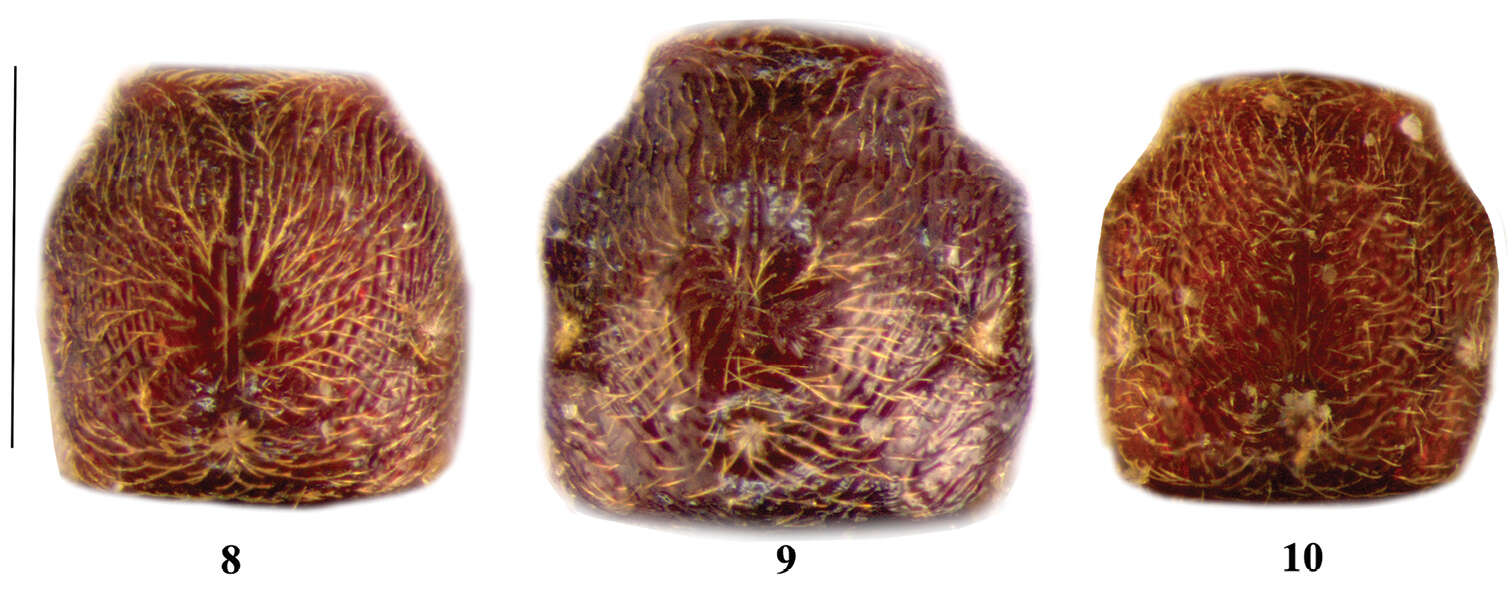 Image of Lasinus sinicus Bekchiev, Hlaváč & Nomura 2013