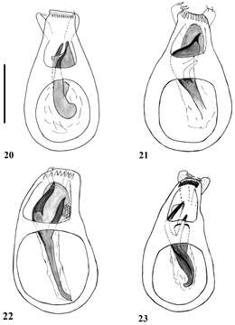 Image of Lasinus sinicus Bekchiev, Hlaváč & Nomura 2013