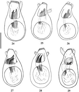 Image of Lasinus amamianus Bekchiev, Hlaváč & Nomura 2013