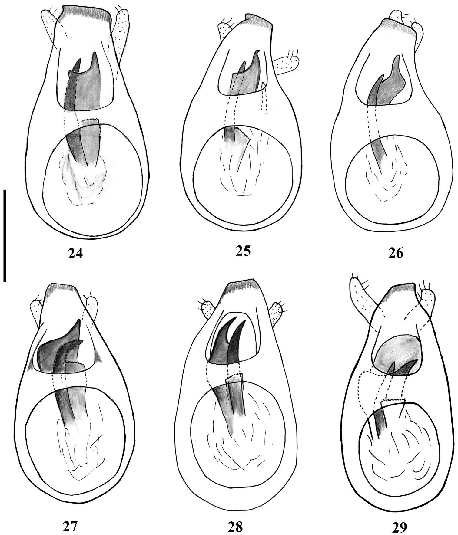 Image of Lasinus amamianus Bekchiev, Hlaváč & Nomura 2013