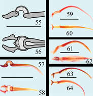 صورة Microsternus