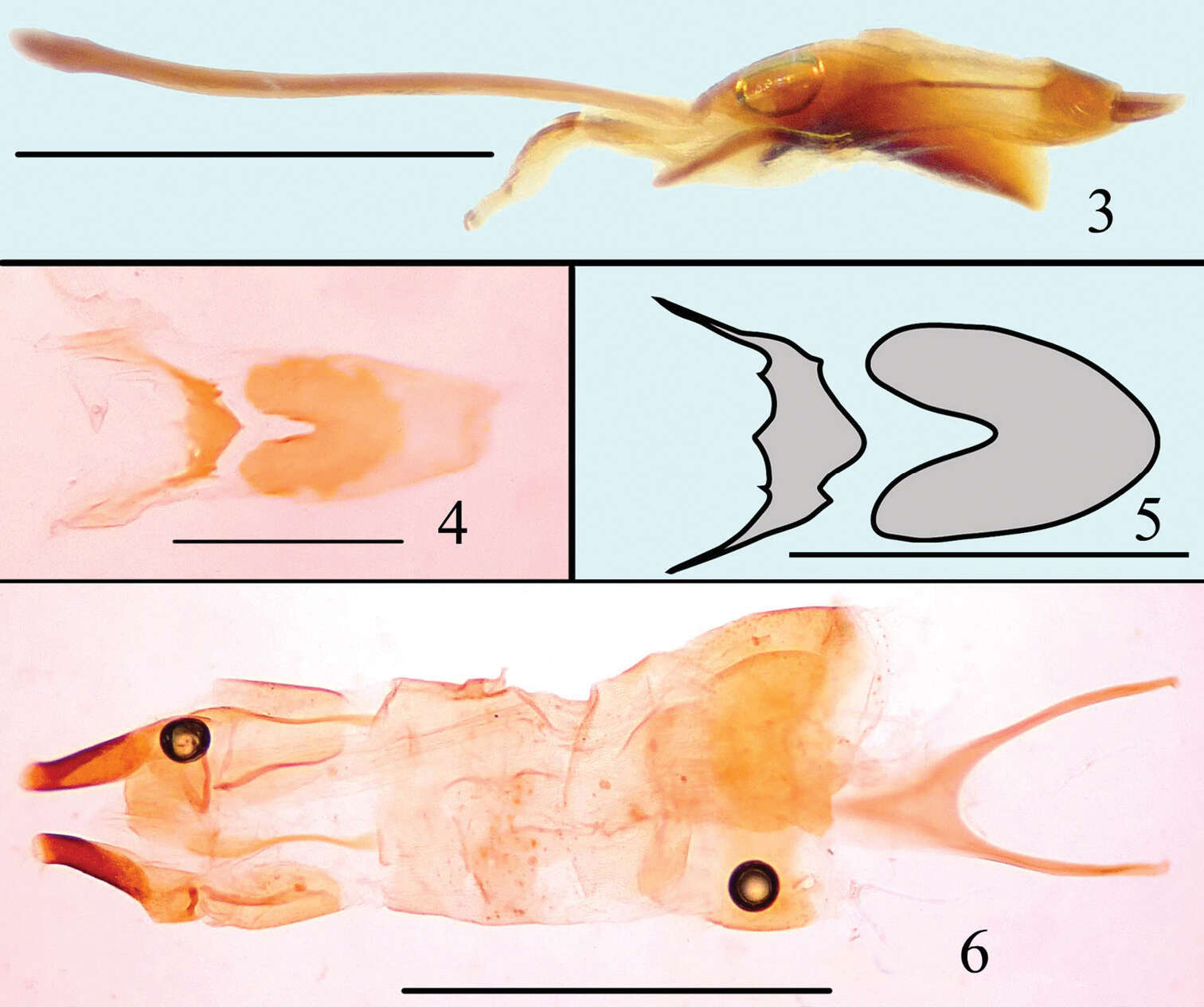 صورة Microsternus