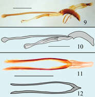 صورة Microsternus