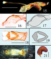 صورة Microsternus