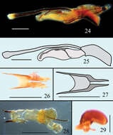 صورة Microsternus