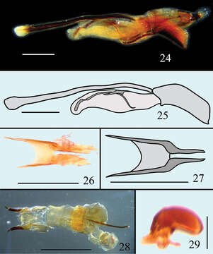 صورة Microsternus