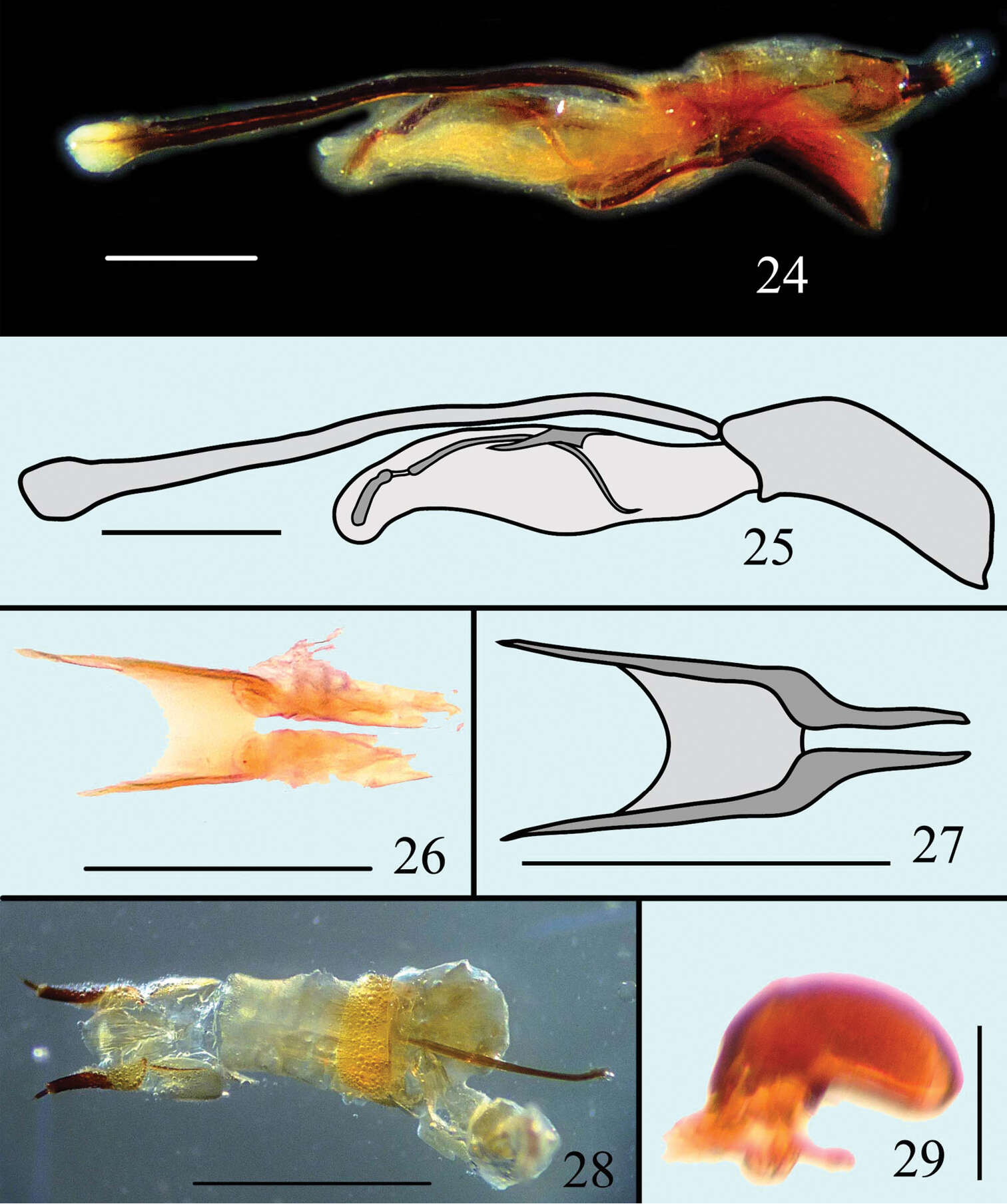 صورة Microsternus