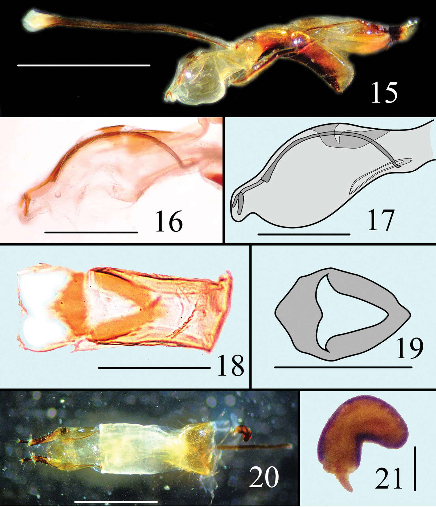 صورة <i>Microsternus perforatus</i> (Lewis 1883)