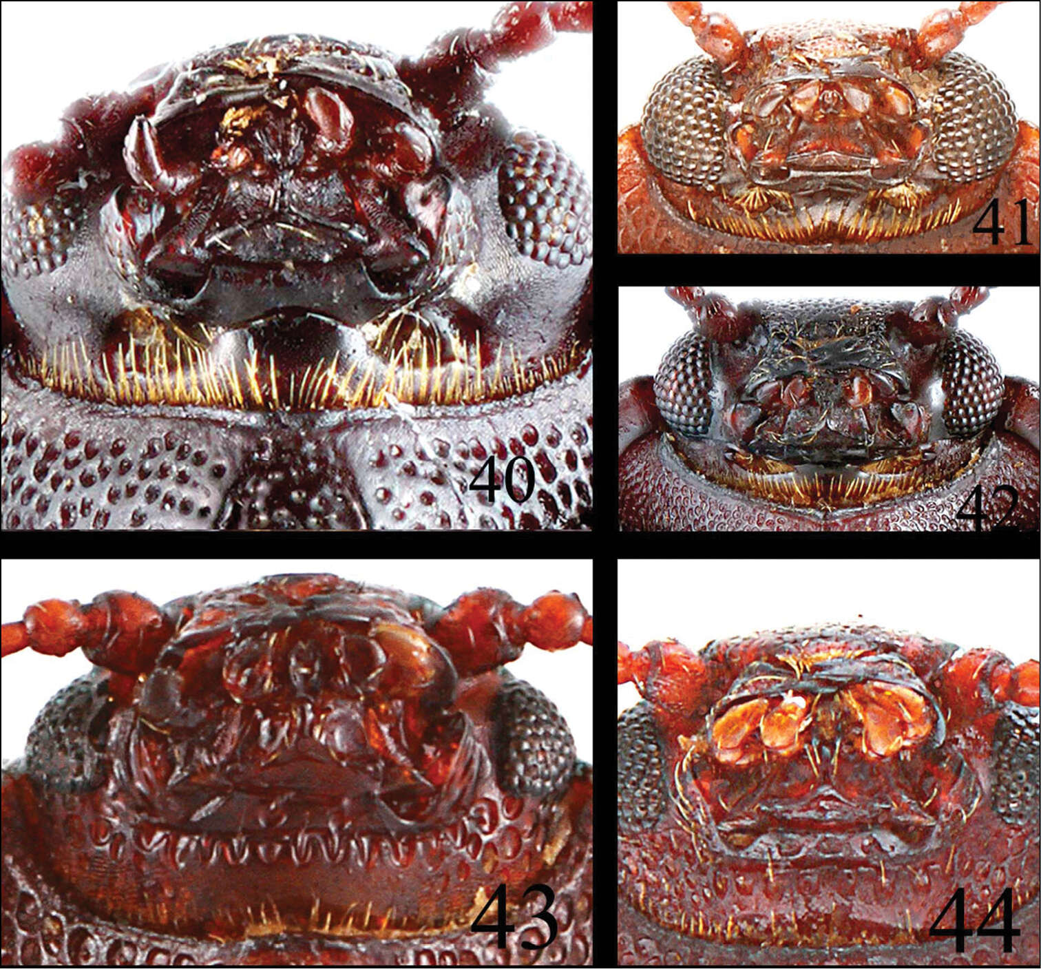 صورة <i>Microsternus perforatus</i> (Lewis 1883)