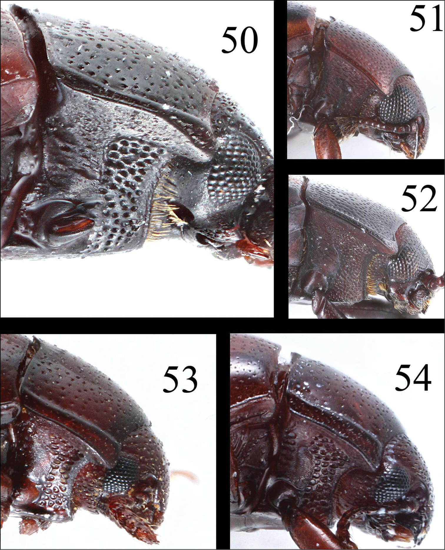 صورة <i>Microsternus perforatus</i> (Lewis 1883)