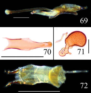 Image de <i>Neosternus hisamatsui</i> Nakane 1982