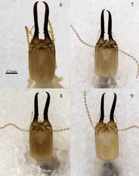 Image of higher termites