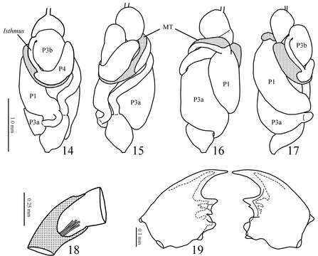 Image of higher termites