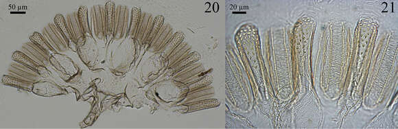 Image of higher termites