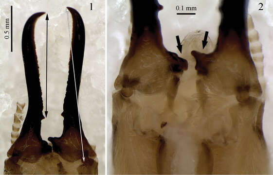 Image of Genuotermes spinifer Emerson 1950